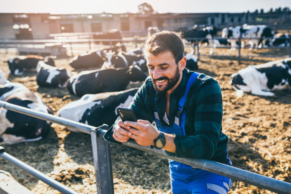 Happy young farmer standing in fornt of cows and looking at his phone.